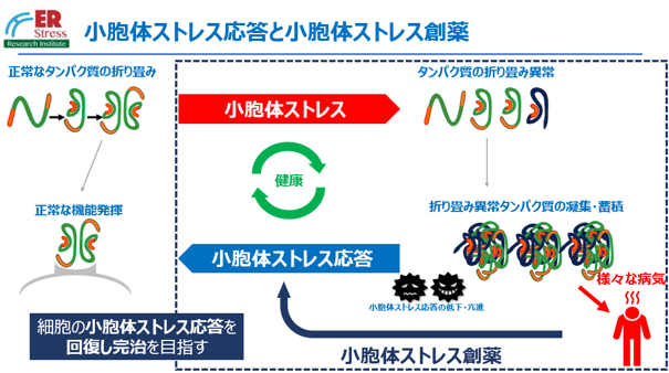 画像_小胞体プレスリリース